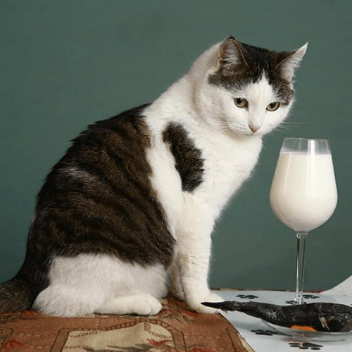 Should You Really Be Feeding Your Cat Milk?